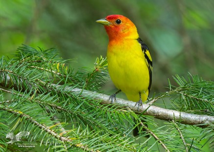 Western Tanager Portrait