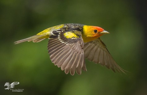 In Flight (Western Tanager)