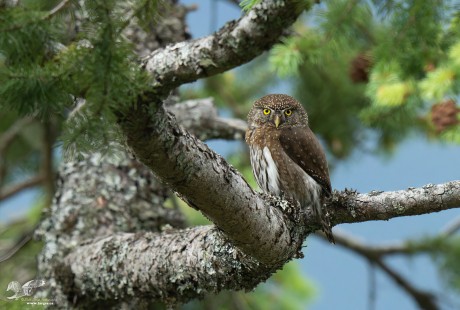 Keeping His Distance (Northern Pygmy Owl)