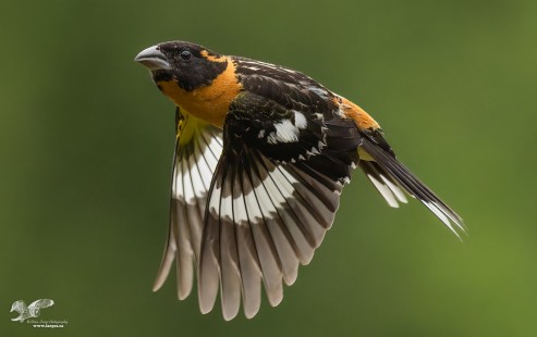 Wings Down Version (Black-Headed Grosbeak)