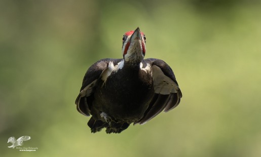 Coming Right at Me! (Pileated Woodpecker)