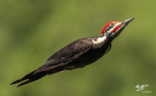 Pileated Projectile (Pileated Woodpecker)