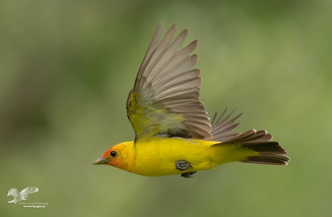 Wings Up (Western Tanager)