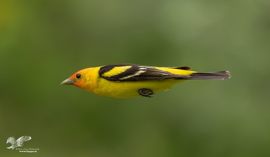 Tanager Torpedo 2023 (Western Tanager)