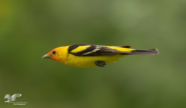Tanager Torpedo 2023 (Western Tanager)