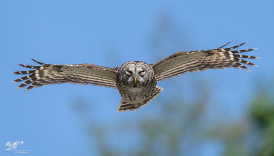 In The Blink of an Eye (Barred Owl)