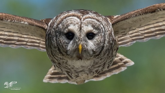 Barred Owl Close Up