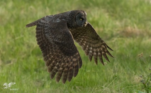 Great Grey Owl Wings Down