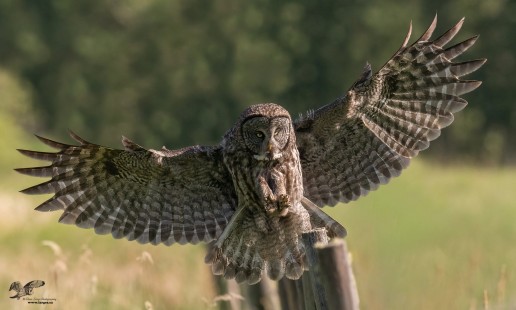 Full Extension (Great Grey Owl)