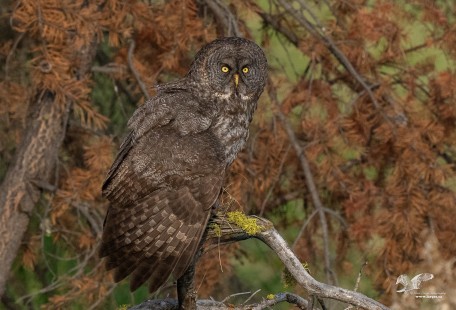 Perch Shot (Great Grey Owl)