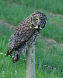 Fence Sitter (Great Grey Owl)