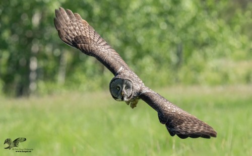 Full Wing Span (Great Grey Owl)