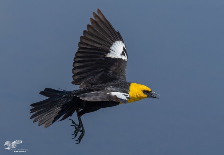 Frank Lake Yellow-Headed Blackbird