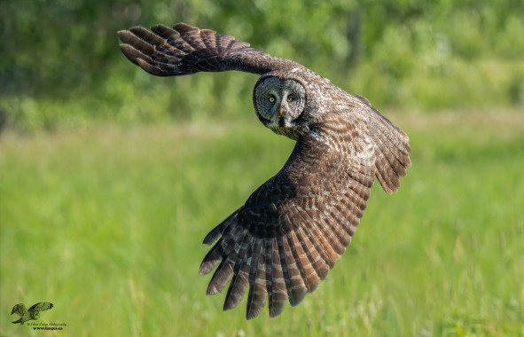 Sidewinder (Great Grey Owl)