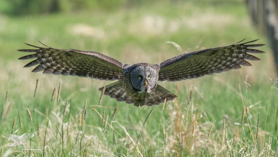 Skimming The Grass (Great Grey Owl)