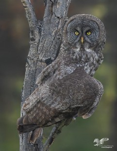 After The Burn (Great Grey Owl)