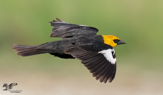 Yellow Head Glide (Yellow-Headed Blackbird)