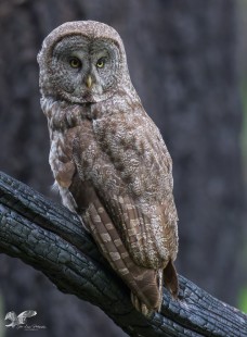 After The Burn #2 (Great Grey Owl)