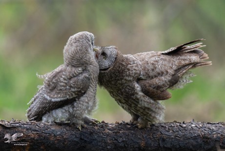Evening Clean Up (Great Grey Owls)