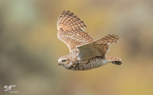 Wings Up (Burrowing Owl)