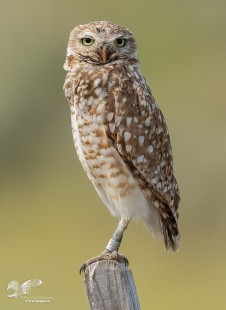 #67 Side View (Burrowing Owl)