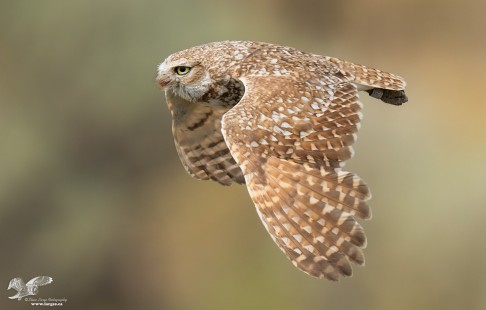 Wings Down, My Favorite (Burrowing Owl)