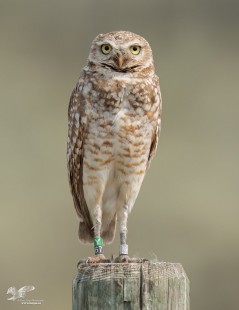 #67 Just in Time For My Birthday (Burrowing Owl)