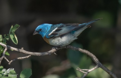A Flash of Blue in The Shadows (Lazuli Bunting)