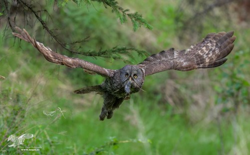 Grass Mustache #2 Wings Up (Great Grey Owl)