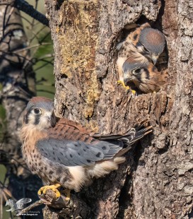 First Chick Out! (American Kestrel)