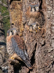 Three Heads Are Better Than One (American Kestrels)