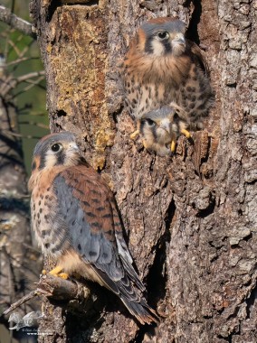 Three Heads Are Better Than One (American Kestrels)