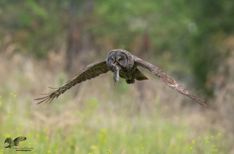 Vole Delivery Environmental (Great Grey Owl)