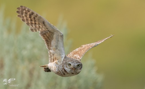 #67 In The Sage (Burrowing Owl)