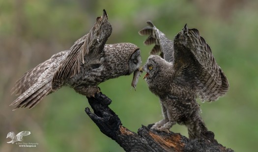 The Hand Off (Great Grey Owls)