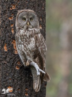 Moma is Watching 2023 (Great Grey Owl)