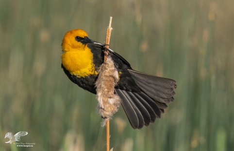 Yellow Head Iconic (Yellow-Headed Blackbird)