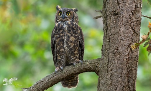 Down By The Sea (Great Horned Owl)