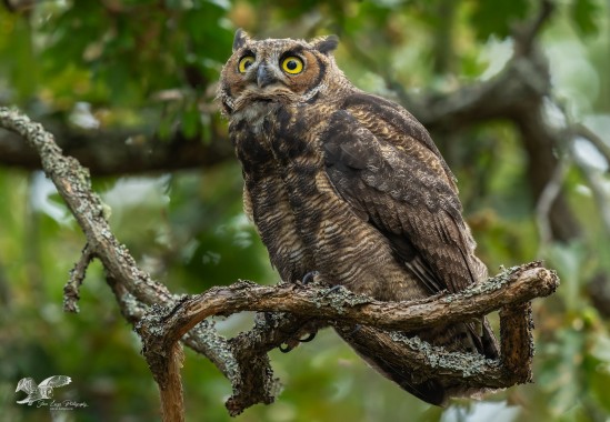 Younger Brother? (Great Horned Owl)