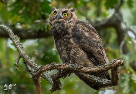 Younger Brother? (Great Horned Owl)