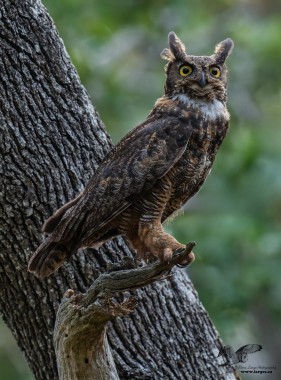 Keeping a close watch (Great Horned Owl)