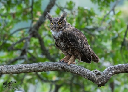 Out on a Limb (Great Horned Owl) Thanks For Over 5,000,000 views!!!!