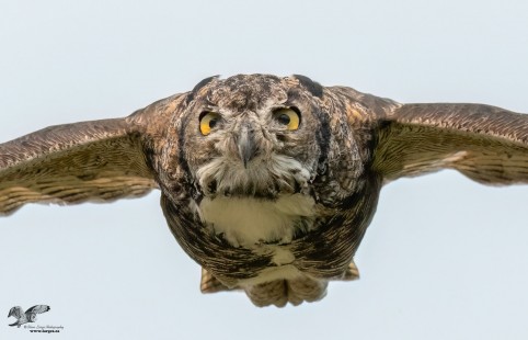 She's Comin' Right at Us . . . . . again? (Great Horned Owl)