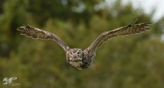 Wings Up Version With Background (Great Horned Owl)