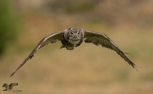 Wings Down (Great Horned Owl)