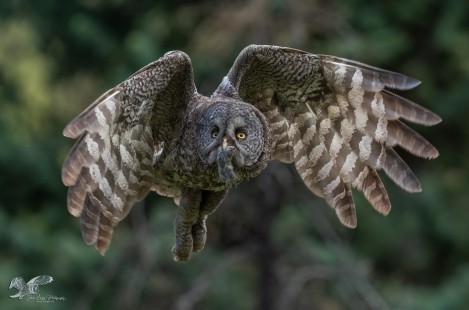 Snack For The Kids (Great Grey Owl)