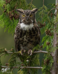 Right at Eye Level (Great Horned Owl)