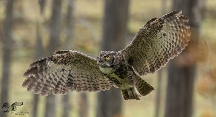 Moving Up in The World (Great Horned Owl)