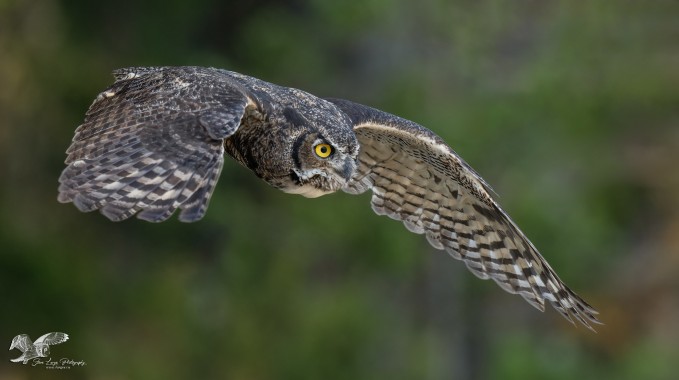 Diving Down (Great Horned Owl)