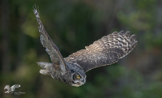 Wings Up (Great Horned Owl)